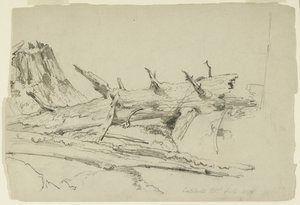 Tutkimus kaatuneista puunrungosta, Catskill Mountains, New York, 1857 (grafiitti paperille)